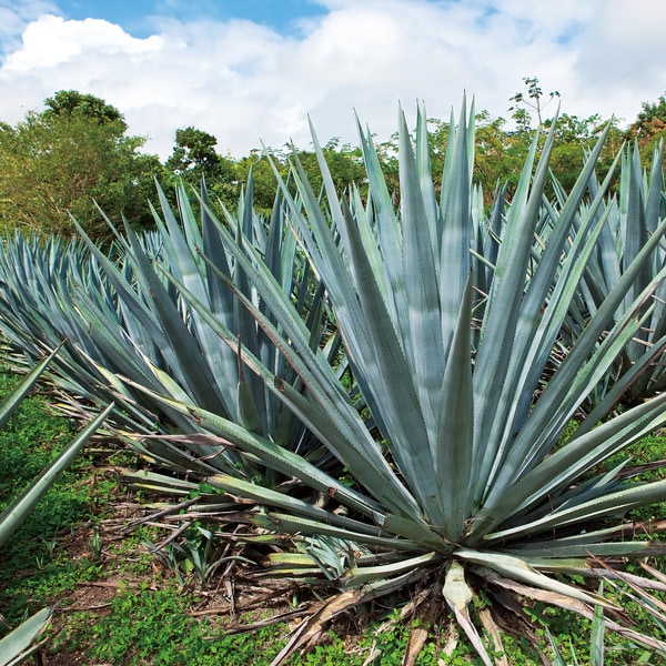 アガベシロップ 330g×1本 調味料 オーガニック 甘味料 低GI 健康 砂糖の代わり