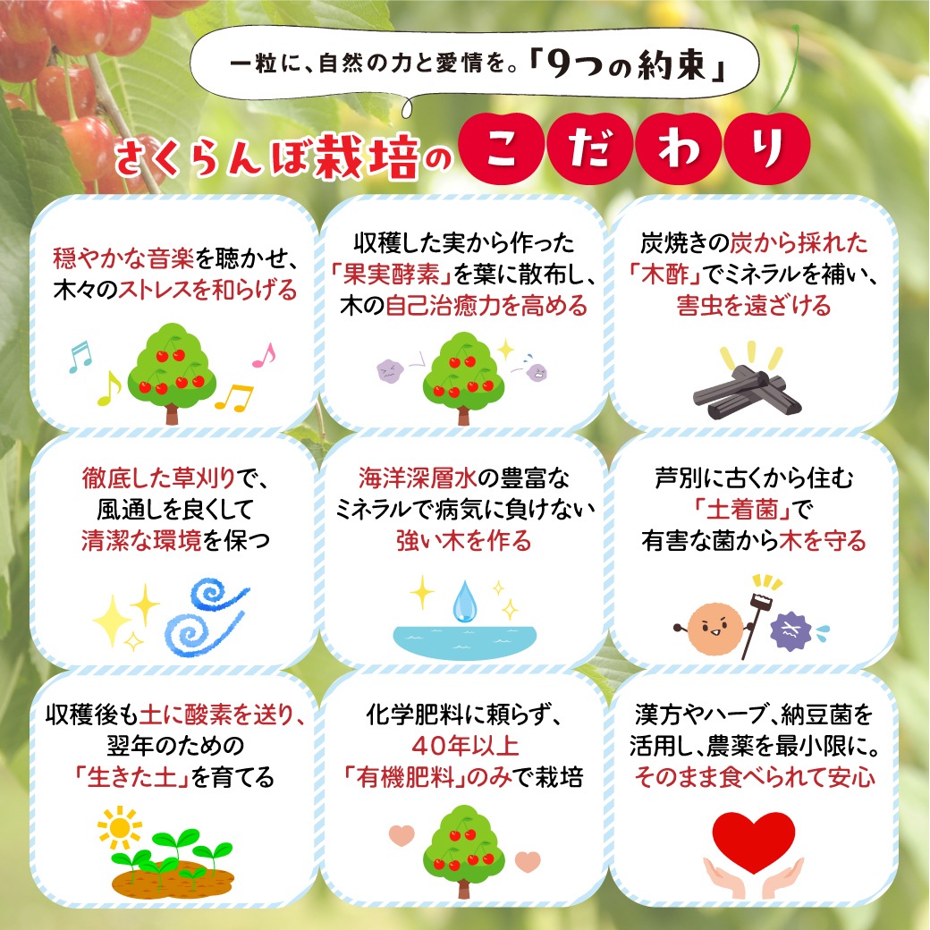 【予約商品】北海道芦別産 冷凍さくらんぼ 160g×6パック 産地直送 冷凍 期間限定
