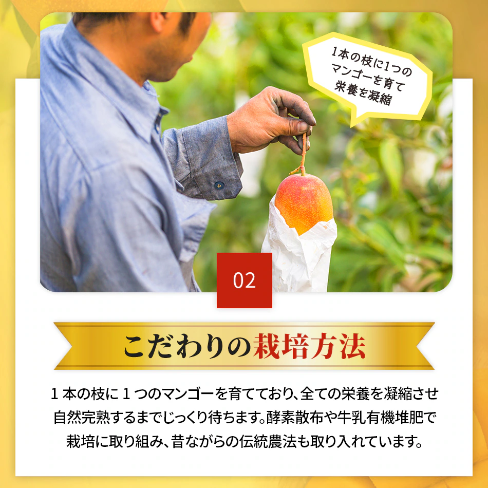 【予約商品】台湾マンゴー 2.5kg（5〜7玉） 産地直送 冷蔵 期間限定 送料無料