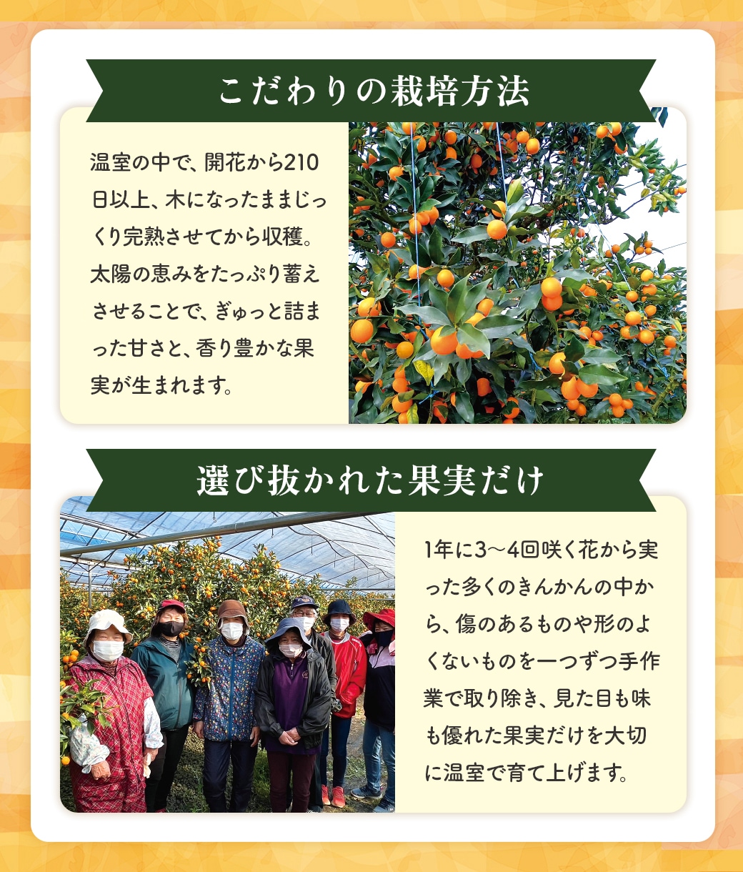 【予約商品】完熟きんかん たまたま 1kg（約50個） 果物 産地直送 期間限定