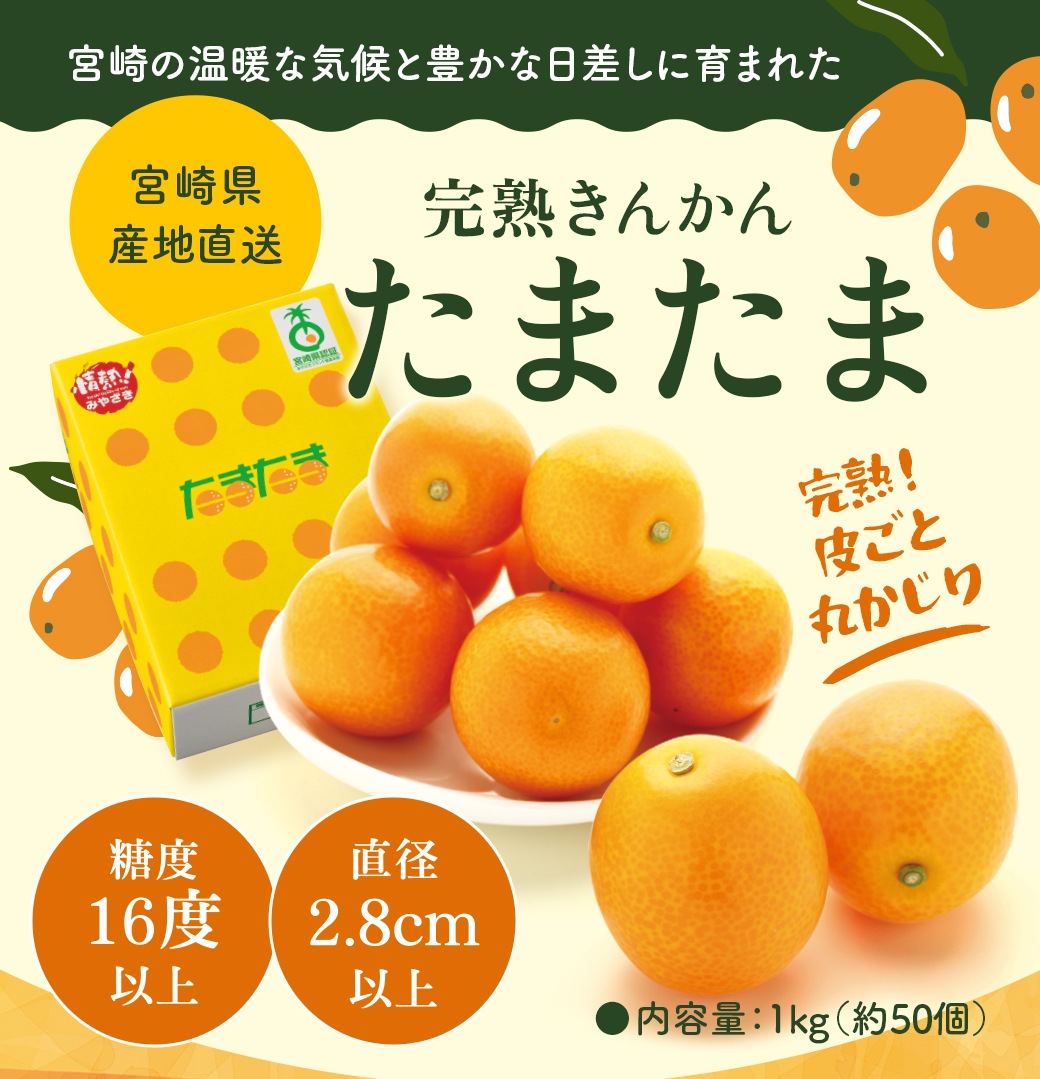 【予約商品】完熟きんかん たまたま 1kg（約50個） 果物 産地直送 期間限定