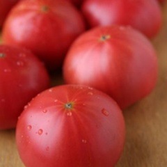 ڢ佪λ۾ãäǻȥޥȡ֤ˤ꤫ȥޥȡ 24(4kg)ߣ