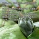 ڿ̾ʪۺ(Ĥ֤) 10ġ²ۻҡե/Τб