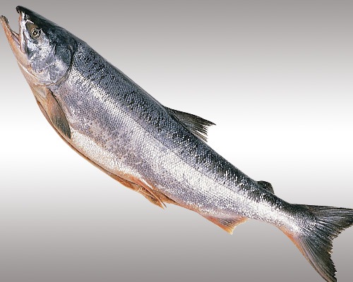 ̳ƻ ű 12.2kg ڿȡȥ졼 ե/Τб