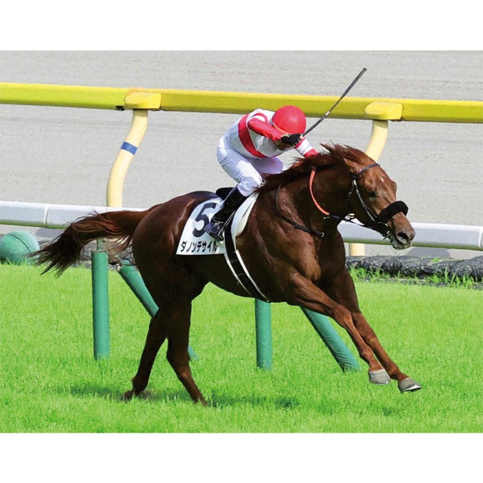 送料無料】2024年 日本ダービー(B・1着馬アップ) 全紙パネル【木製  