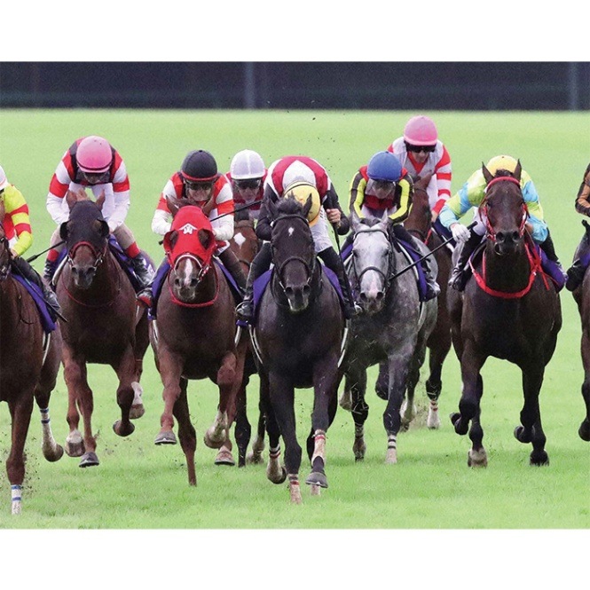 ギャロップ 競馬パネル クロールサイクロン スプリングステークス まぶしく