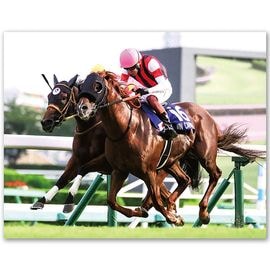 競馬写真 | 日刊スポーツショッピング