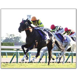 競馬写真 | 日刊スポーツショッピング