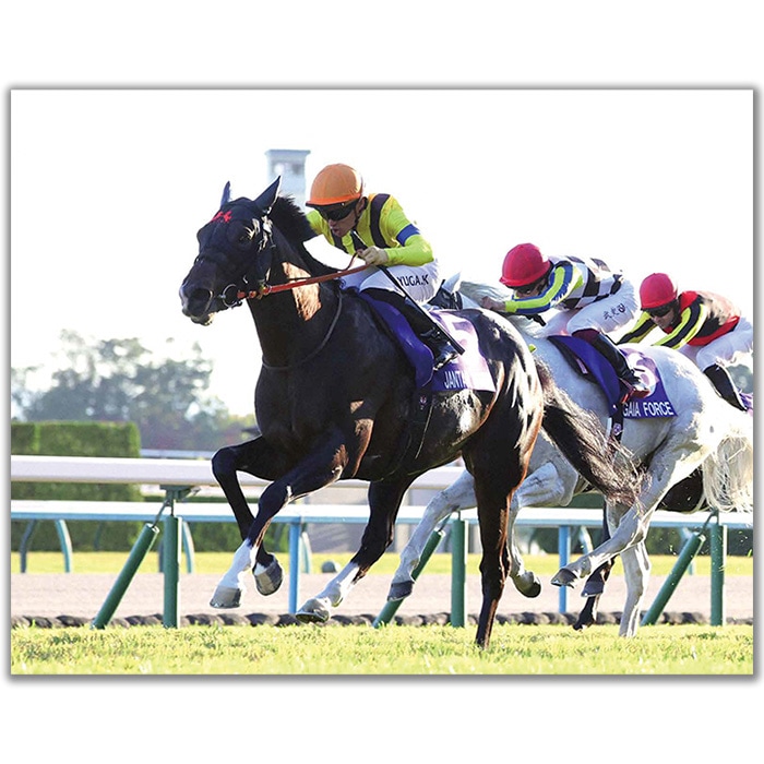 送料無料】2025年 マイルチャンピオンシップ 木製額入り写真 【半切