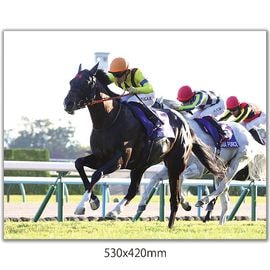 競馬写真 | 日刊スポーツショッピング