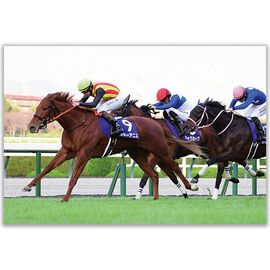 競馬写真 | 日刊スポーツショッピング