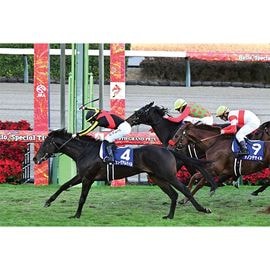 競馬写真 | 日刊スポーツショッピング