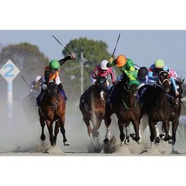 ������̵����2026ǯ �ե��֥�꡼���ơ����� ����������̿��ڻ��ڥ磻�ɡ�B4�������ˡۡ�¾���ʤȤ�Ʊ���Բġ�