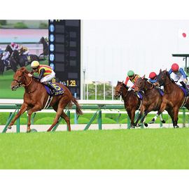 ������̵����2026ǯ ���־� ����ѥͥ�������ѥͥ�ۡ�¾���ʤȤ�Ʊ���Բġ�