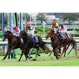 競馬写真 | 日刊スポーツショッピング
