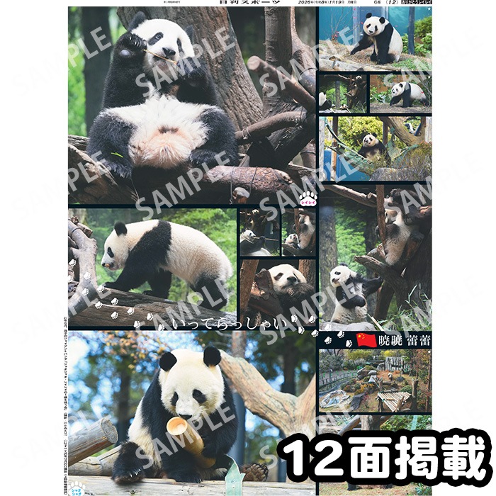 �ѥ�� ���顼�ý� ���㥪���㥪���쥤�쥤�Ǻ� 2026ǯ1��19���������� �������ݡ��ĥХå��ʥ�С�