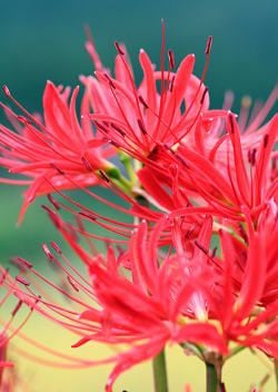 �ڹ񻺡ۡ���ֵ߲庬��100�����סʥҥ���Хʡ��Ҥ���Фʡ��ꥳ�ꥹ���饸��������