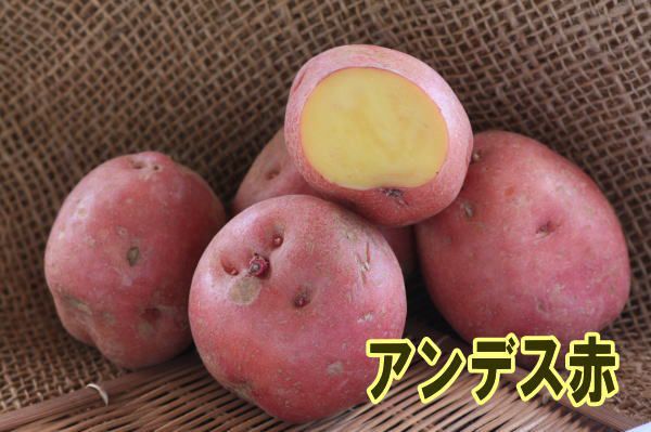 �ڼ兩�㥬���⡦�襤��֥ۡ���ǥ��֡פμ露�㤬���⡡�󣵣��������ڽե��㥬�����ѡ��������ܡ������ȯ����