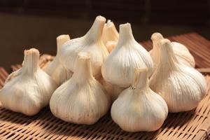 国産にんにく「平戸ニンニク 約500g入」 | 【野菜のタネ・タネいも