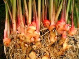 �ڹ񻺥��祦���ֶۡ�����礦���ס��󣵣��������ڤ��ͤ����ѡۡ�����ܺ�����в�ͽ���