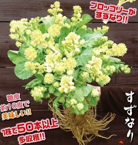 スティックブロッコリーの苗 すずなりブロッコリーホワイトneo 9cmポット 野菜の苗 葉 茎 花を食べる野菜の苗 ブロッコリー カリフラワーの苗 日光種苗オンラインショップ 本店