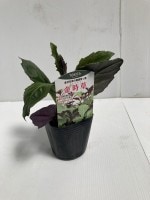 �ò�����ġֶ������ġ�9cm�ݥåȡڣ�����ܡ�5����ȯ��ʬͽ���