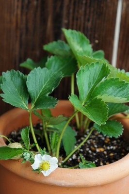 いちご苗「とちおとめ 24本セット」7.5cmポット苗【10月上旬～11月下旬