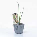 �֤ͤ��ˤ�� �ʤ��ߤɤ���ġʥͥ��˥��9cm�ݥå�
