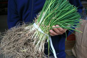 ねぎにら（ネギニラ・なかみどり）抜き苗」【700芽（約500株相当】～5月