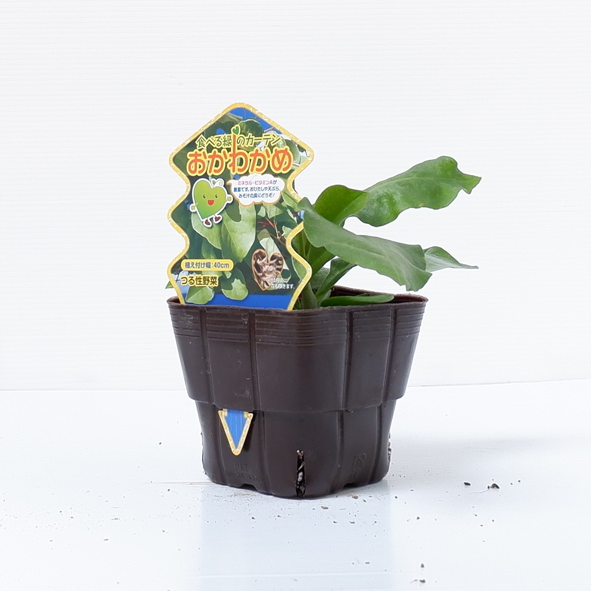 おかわかめ」の苗（アカザカズラ、つるっぱ、オカワカメ）9cmポット