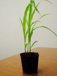 �֥ݥåץ�������ġʥХ��ե饤�����סˡ�9cm�ݥåȡ�5����ȯ��ʬͽ���