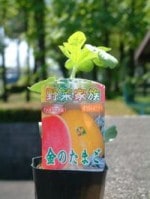 �֥��������� ��Τ��ޤ��ס����ڡ�9cm�ݥåȡڣ�����ܡ�5����ȯ��ʬͽ���