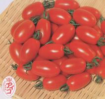 ミニトマトの苗 「アイコ」9cmポット【4月中旬～5月上旬発送分予約】