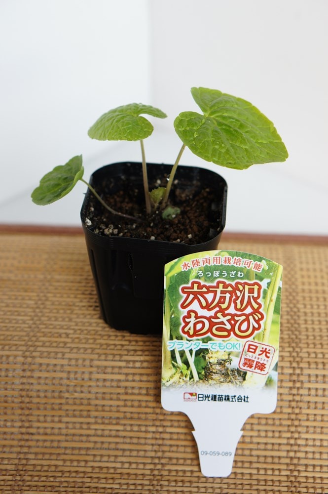 水陸両用わさび「六方沢ワサビの苗」【販売期間：春期3月中旬～4月下旬