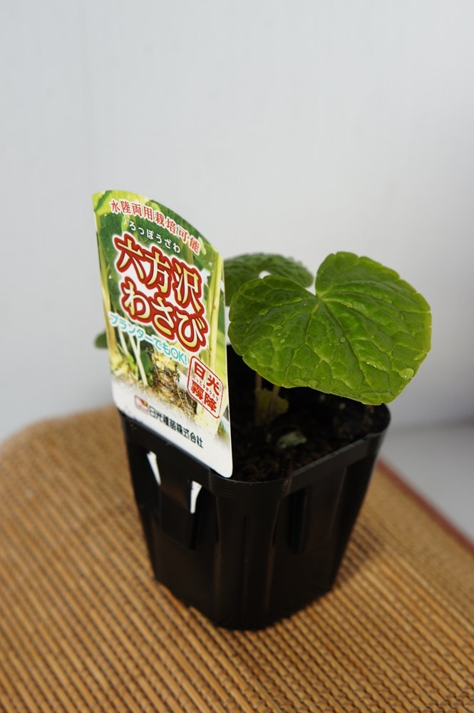 水陸両用わさび「六方沢ワサビの苗」【販売期間：春期3月中旬～4月下旬