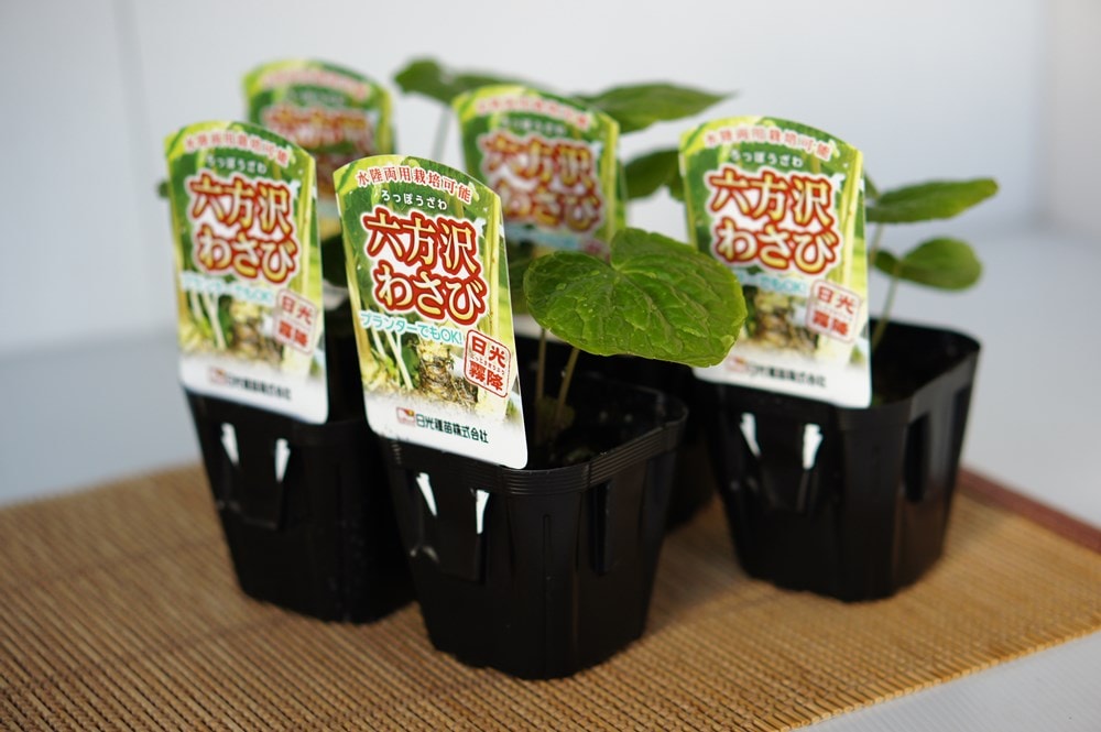 水陸両用わさび「六方沢ワサビ」 【お買い得5本セット】【販売期間