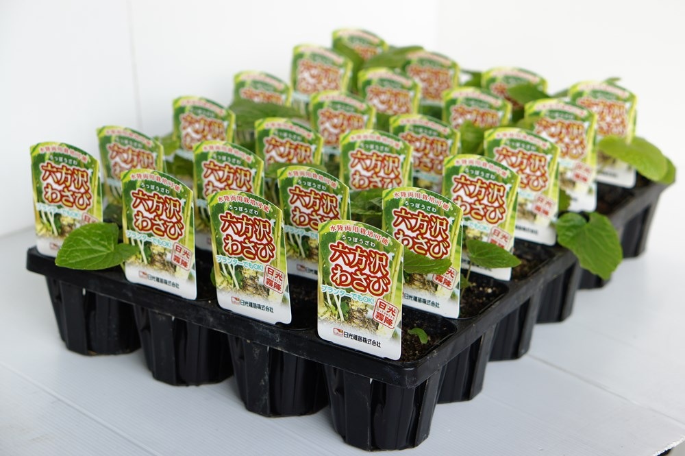 水陸両用わさび「六方沢ワサビ」 さらにお買い得24本セット【販売