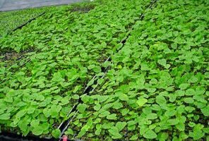 ��ͽ���ʡ����������������ʡۡ�ϻ�����蘆�ӥץ饰�ġס��ڤ����ա�������2-3������ȯ���Ǥ�����