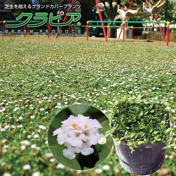 イワダレソウ改良種「クラピア K7」（花色：白）9cmポット苗