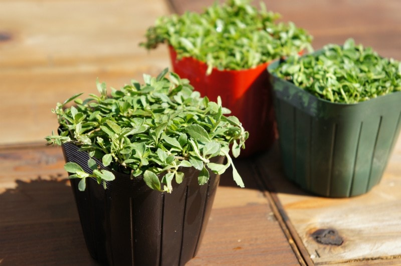 イワダレソウ改良種 クラピア ｋ７ 花色 白 9cmポット苗 草花の苗 クラピアの苗 K7 花色 白 日光種苗オンラインショップ 本店