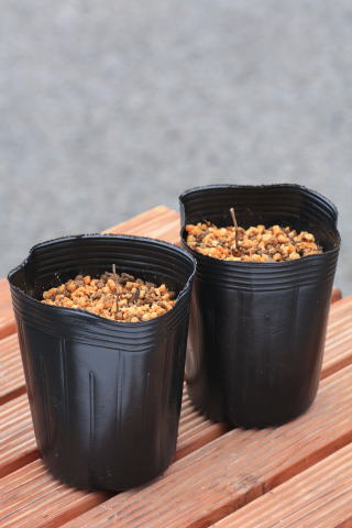 󥾥 9cmݥå ܥåȡȯ114