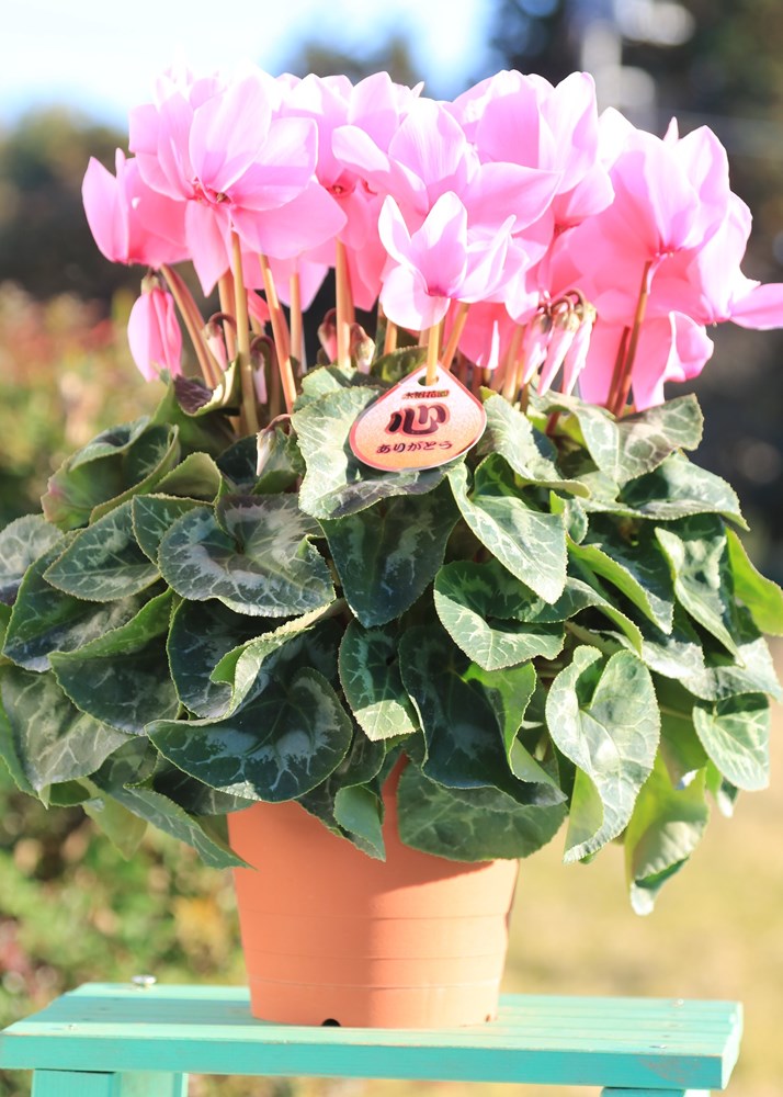 農家さん直送【まごころシクラメン】「ピンク（シューベルト）5号鉢