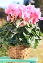 ���Ȥ���ľ���ڤޤ�������������֢ۡ�£���Ѣ��ԥ󥯡ʥ��塼�٥�ȡˣ���ȭ�ס�����̵���ۡ�ȯ�����֡�11/26��12/20��