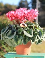 ���Ȥ���ľ���ڤޤ�������������ۡ֡ʥӥ��ȥꥢ�ˣ���ȭ�ס�����̵���ۡ�ȯ�����֡�11/26��12/20��