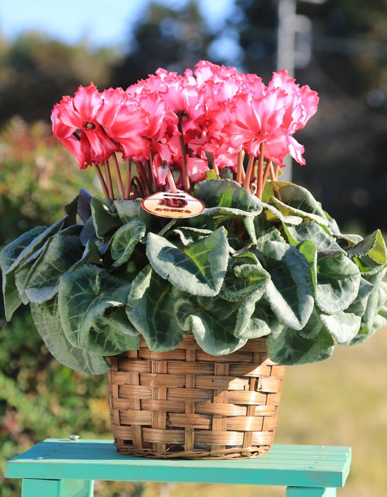 ���Ȥ���ľ���ڤޤ�������������֢ۡ�£���Ѣ��ʥӥ��ȥꥢ�ˣ���ȭ�ס�����̵���ۡ�ȯ�����֡�11/26��12/20��