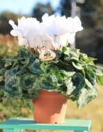 ���Ȥ���ľ���ڤޤ�������������ۡ���ʥԥ奢�ۥ磻�ȡˣ���ȭ�ס�����̵���ۡ�ȯ�����֡�11/26��12/20��