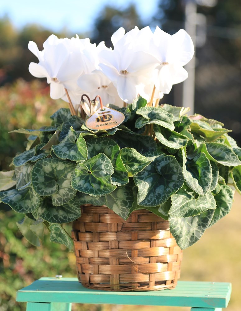 ���Ȥ���ľ���ڤޤ�������������֢ۡ�£���Ѣ���ʥԥ奢�ۥ磻�ȡˣ���ȭ�ס�����̵���ۡ�ȯ�����֡�11/26��12/20��