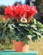 ���Ȥ���ľ���ڤޤ�������������ۡ��֡ʥ���ȥ饦���ˣ���ȭ�ס�����̵���ۡ�ȯ�����֡�11/26��12/20��