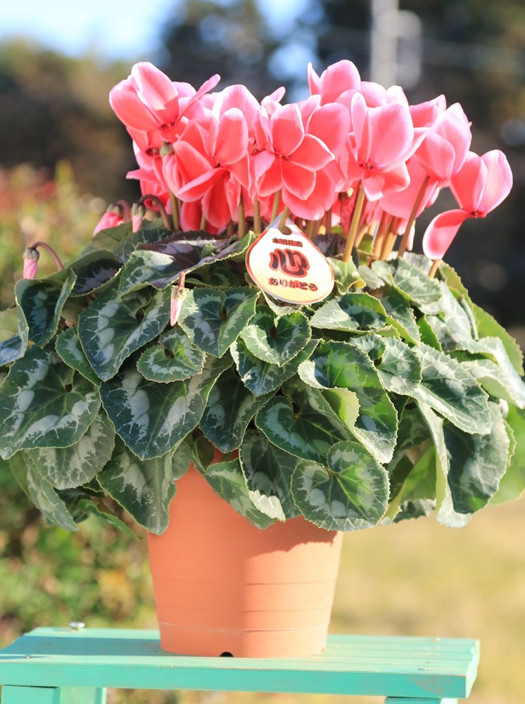 ���Ȥ���ľ���ڤޤ�������������ۡ֡ʥ�åץ���󥸡ˣ���ȭ�ס�����̵���ۡ�ȯ�����֡�11/26��12/20��