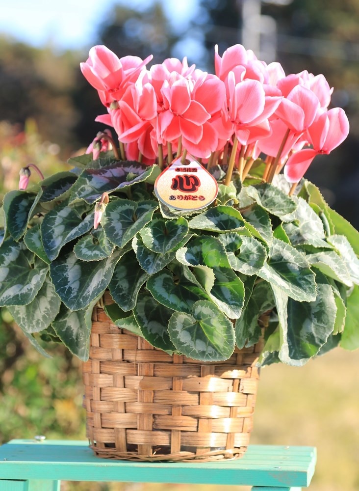 花鉢物・ギフト 通販｜日光種苗オンラインショップ